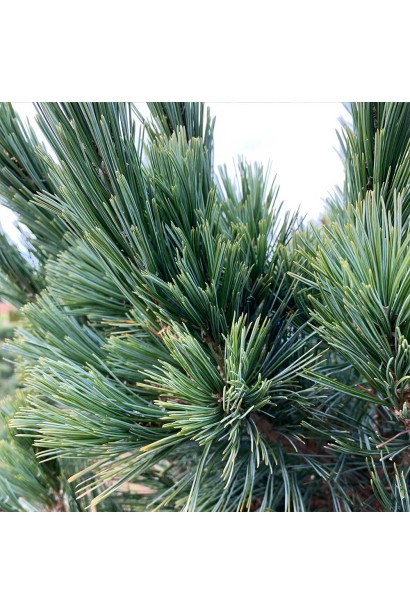 Сосна гнучка ’Vanderwolf’s Pyramid’ догляд